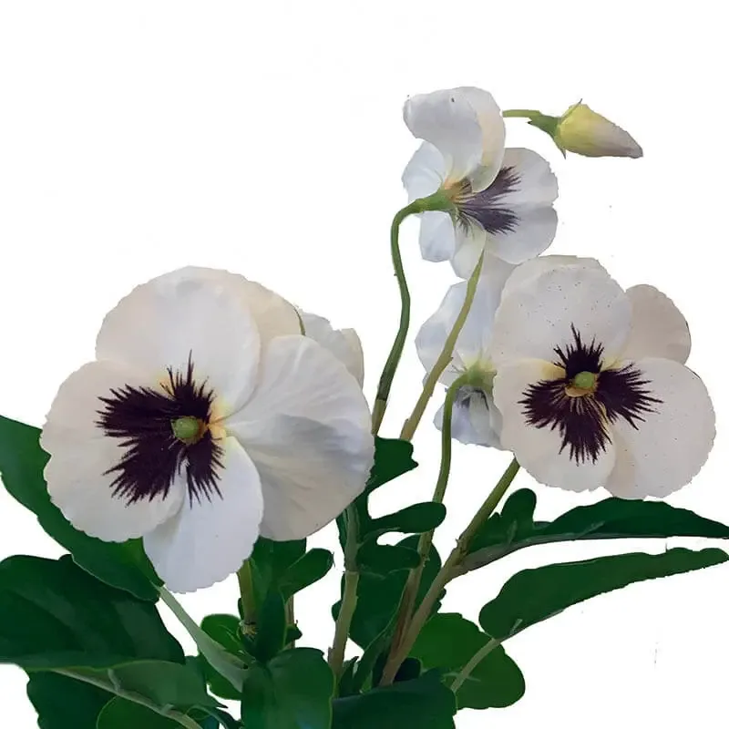 Køb Stedmoderblomst, hvid, 38cm, kunstig blomst hos Brondsholm.dk
