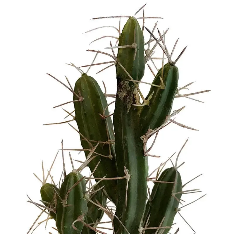 Køb Stetsonia Kaktus i krukke, H40cm, kunstig plante hos Brondsholm.dk