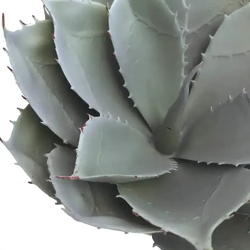 Køb Sukkulent i sort potte, 23cm, kunstig plante hos Brondsholm.dk
