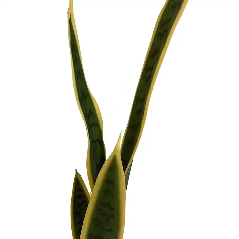 Køb Svigermors Skarpe Tunge, 74cm, Kunstig Plante hos Brondsholm.dk