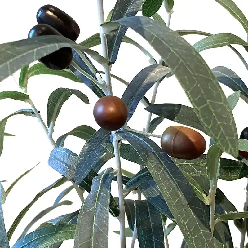 Naturtro Oliventræ i potte, 90cm, 12 bær, 13 grene