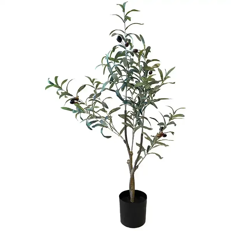 Naturtro Oliventræ i potte, 90cm, 12 bær, 13 grene