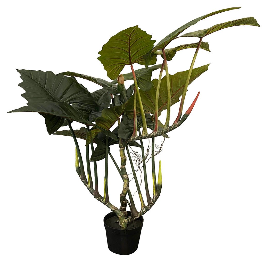 Colocasia