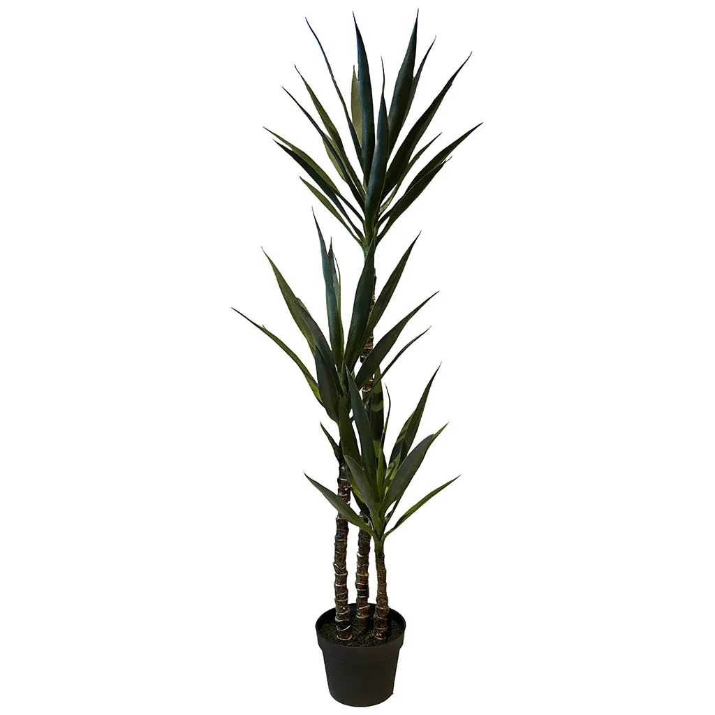 Yucca