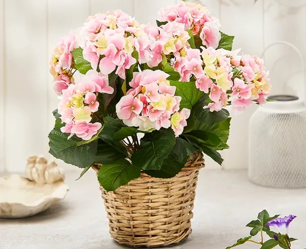Kunstig lyserød hortensia i flettet potte