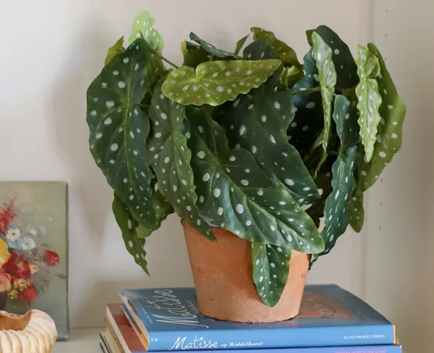 Kunstig grøn plante i fin lerpotte