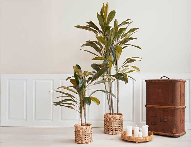 Indendørs plante