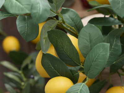 Citrontræer: Pasning og beskæring