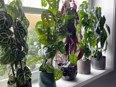 Planter til vindueskarmen: Skab en grøn oase i hjemmet